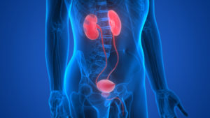 what is urology